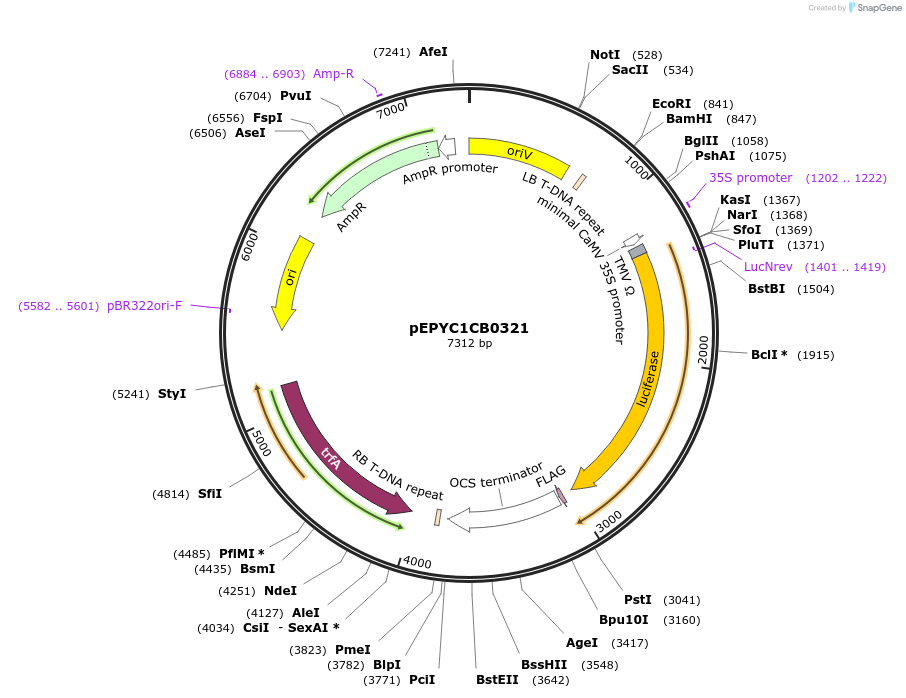 154666-plasmid-map-sequence-id-318510
