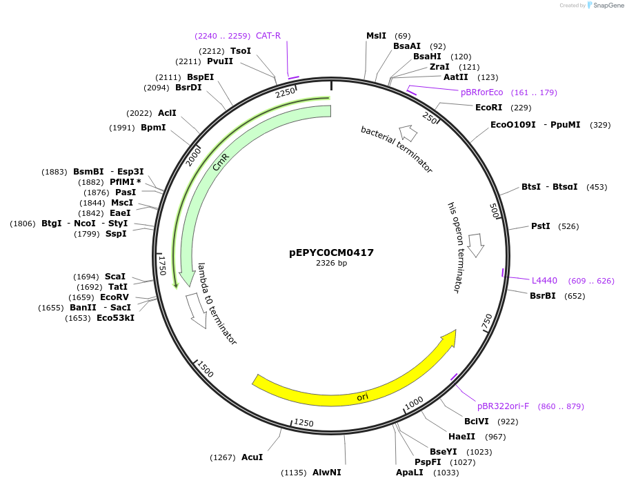 154574-plasmid-map-sequence-id-318512