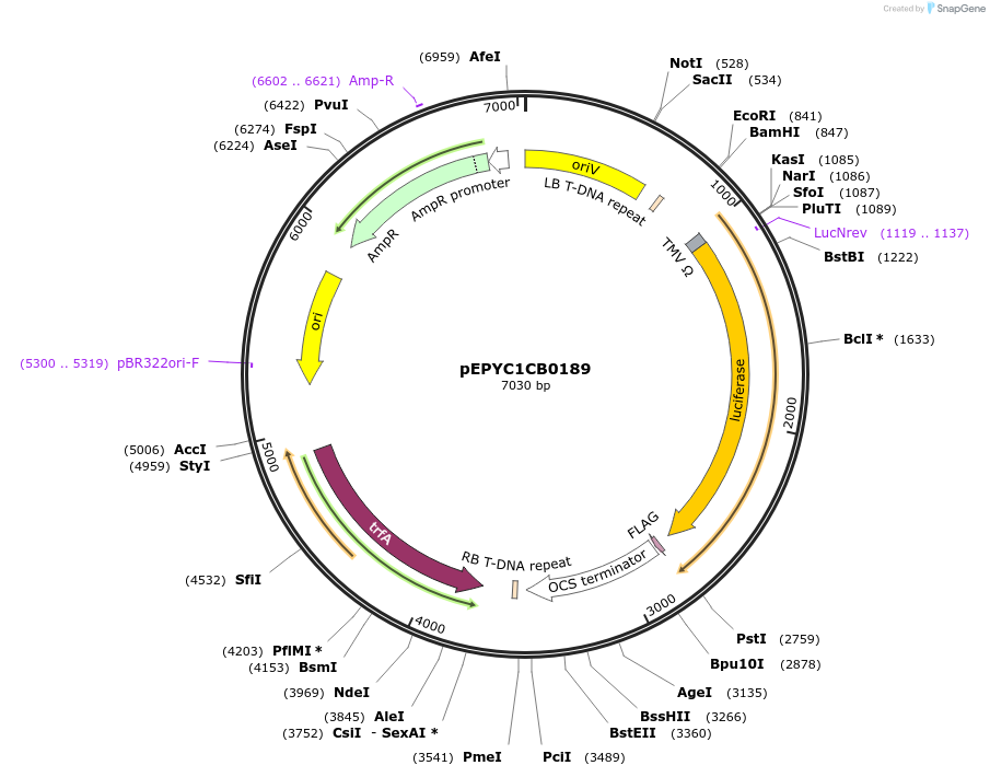 154653-plasmid-map-sequence-id-318513