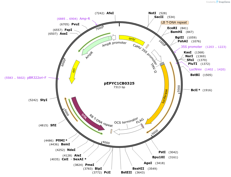 154670-plasmid-map-sequence-id-318517