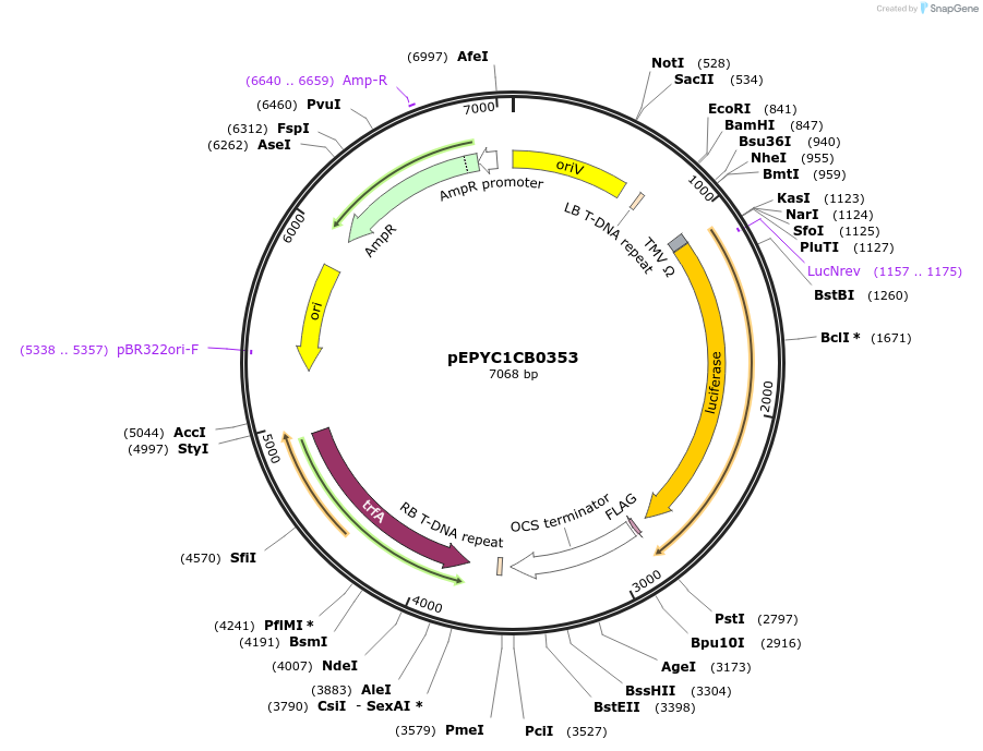 154683-plasmid-map-sequence-id-318518