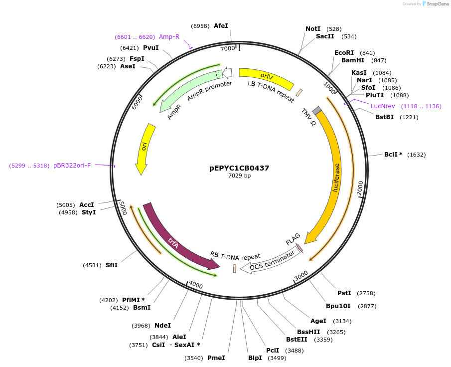 154696-plasmid-map-sequence-id-318519