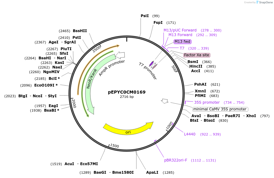 154600-plasmid-map-sequence-id-318521