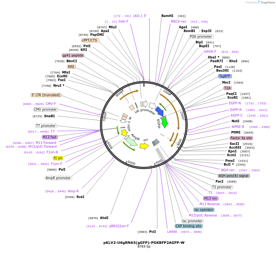 67980-plasmid-map-sequence-id-318522