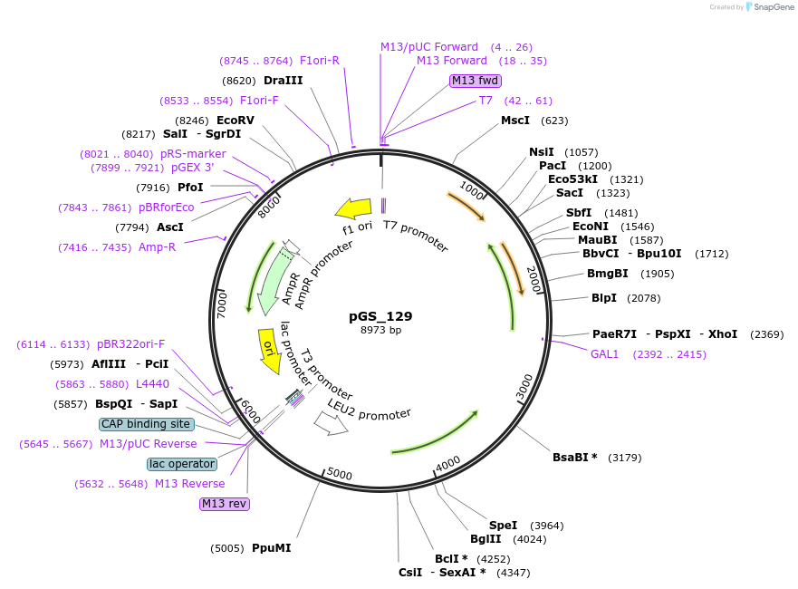 160652-plasmid-map-sequence-id-318526
