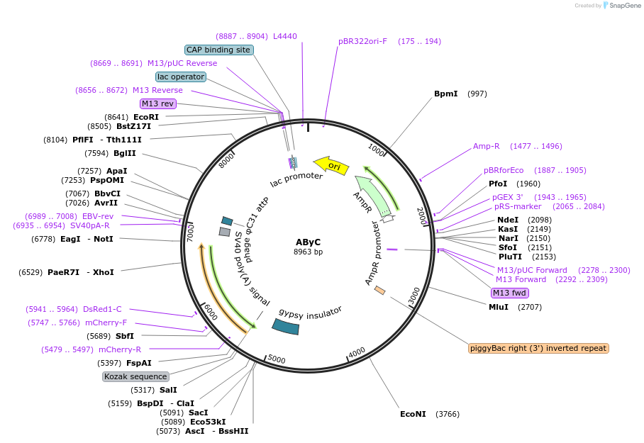 164149-plasmid-map-sequence-id-318530