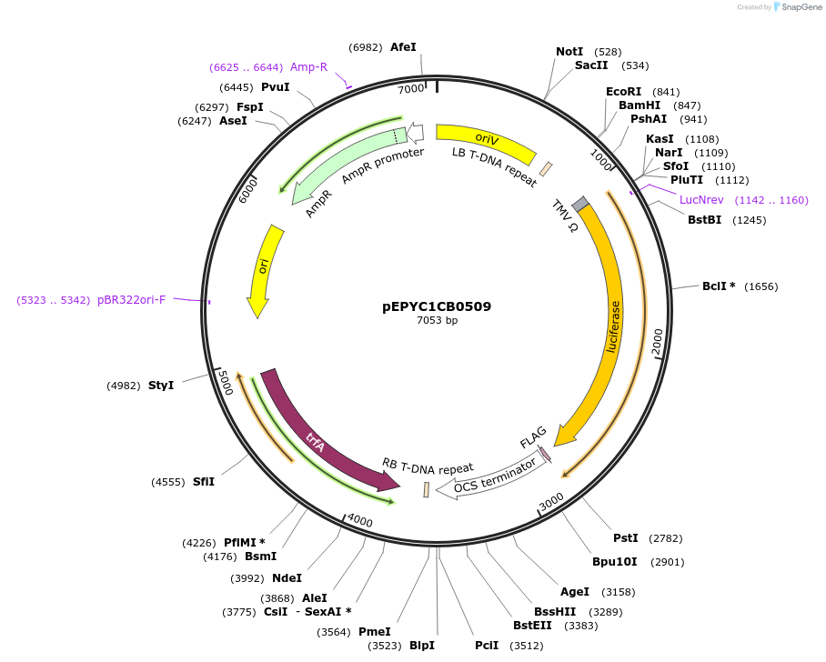 154748-plasmid-map-sequence-id-318550
