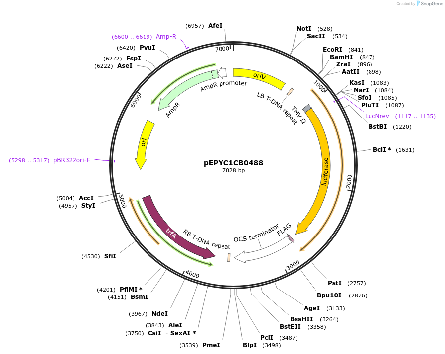 154735-plasmid-map-sequence-id-318552