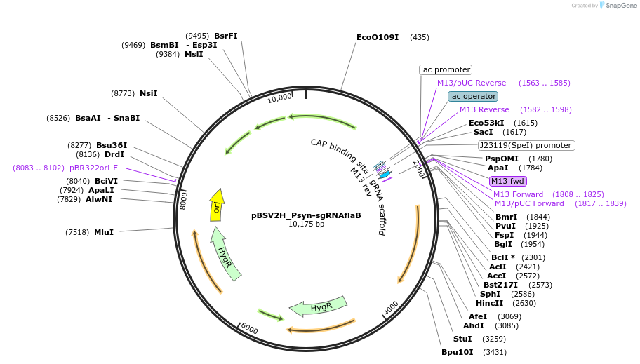 149561-plasmid-map-sequence-id-318553
