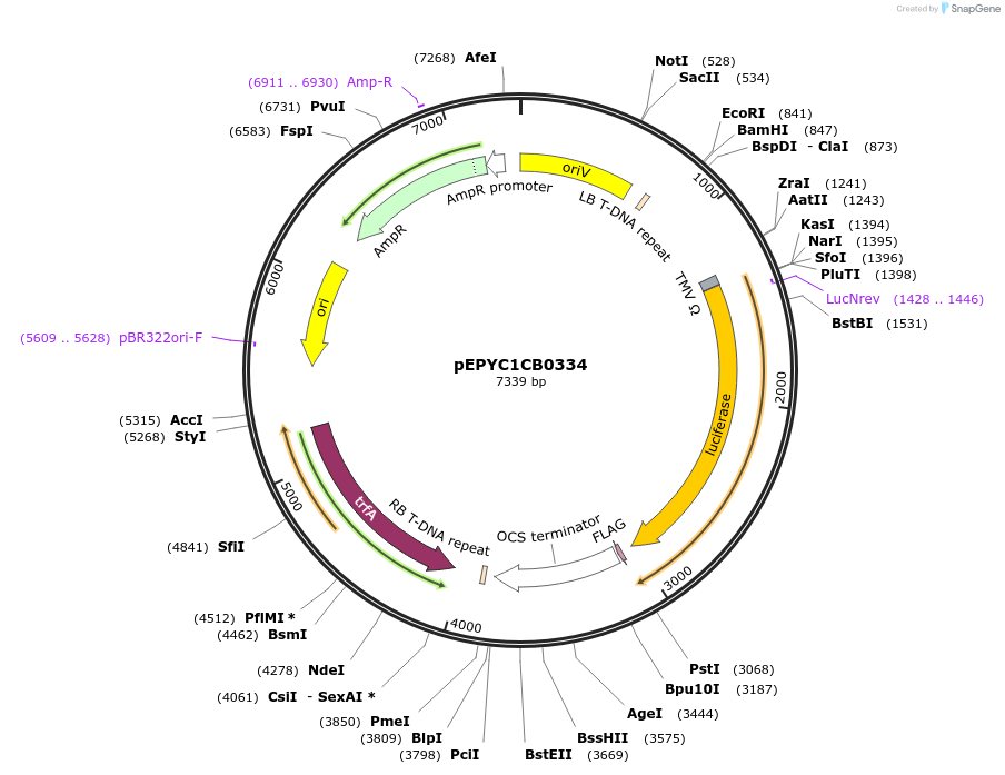 154679-plasmid-map-sequence-id-318554