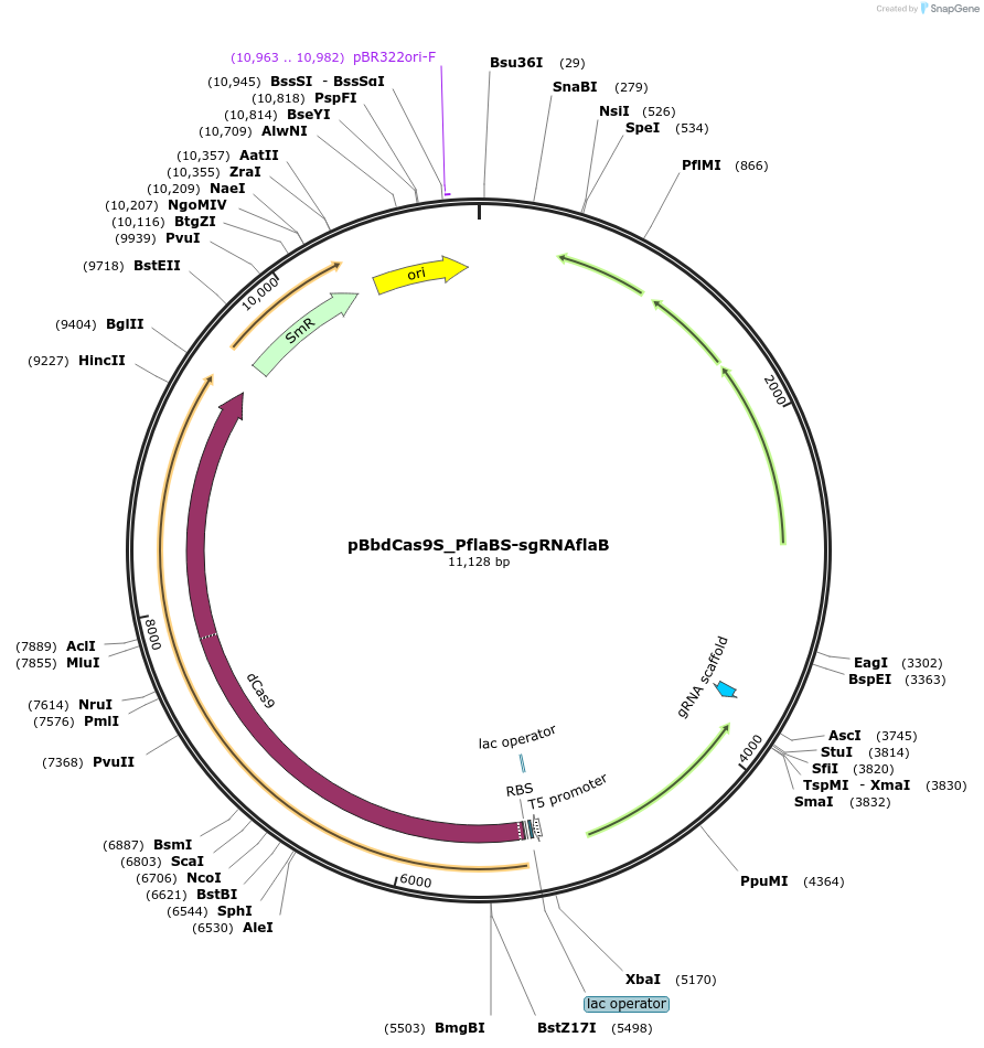 149643-plasmid-map-sequence-id-318555