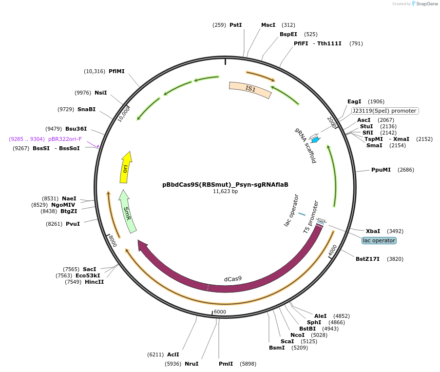 149588-plasmid-map-sequence-id-318562