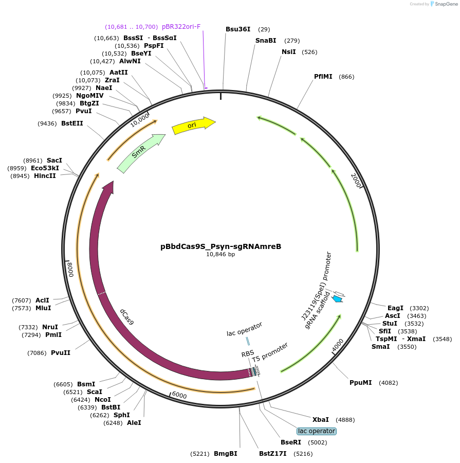 149653-plasmid-map-sequence-id-318566