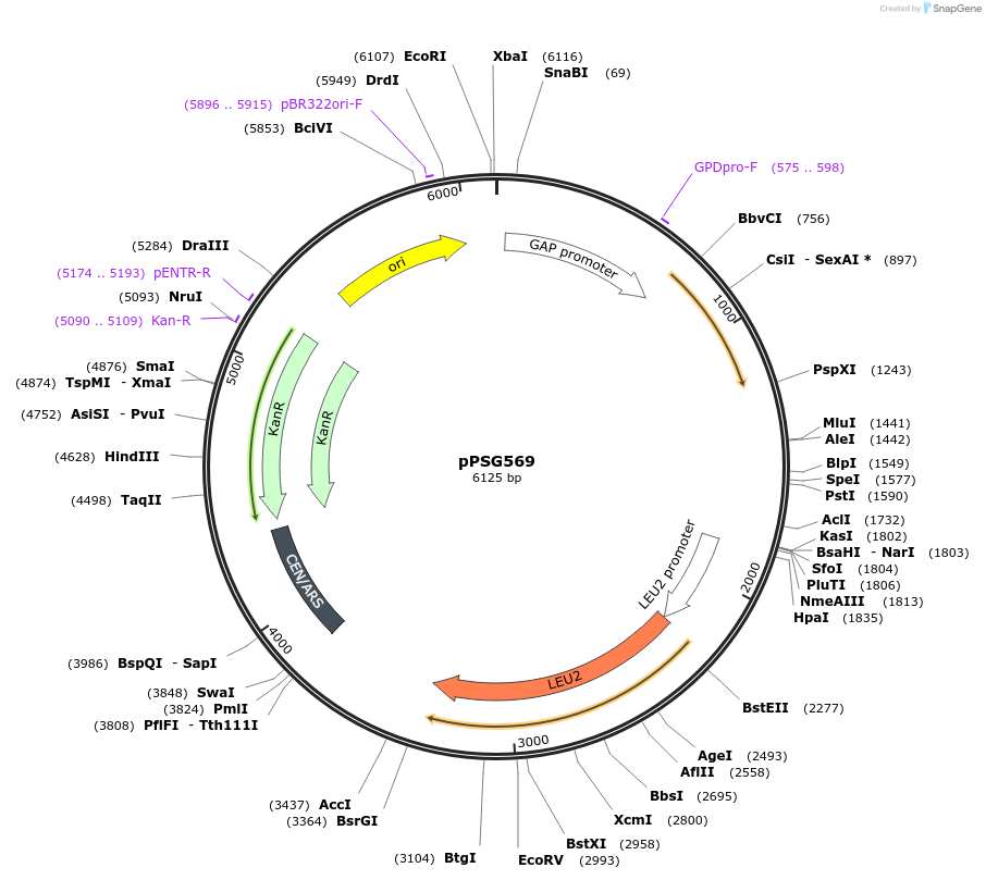 158588-plasmid-map-sequence-id-318568