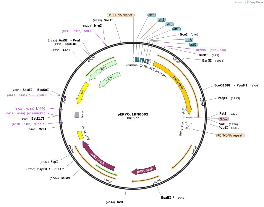 154613-plasmid-map-sequence-id-318570