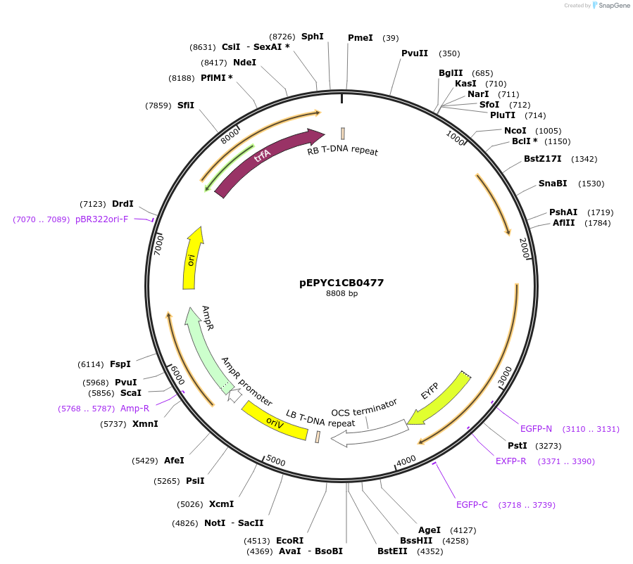 154626-plasmid-map-sequence-id-318573