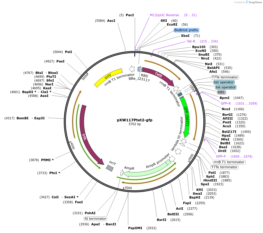 160818-plasmid-map-sequence-id-318582