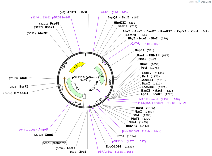 160732-plasmid-map-sequence-id-318586