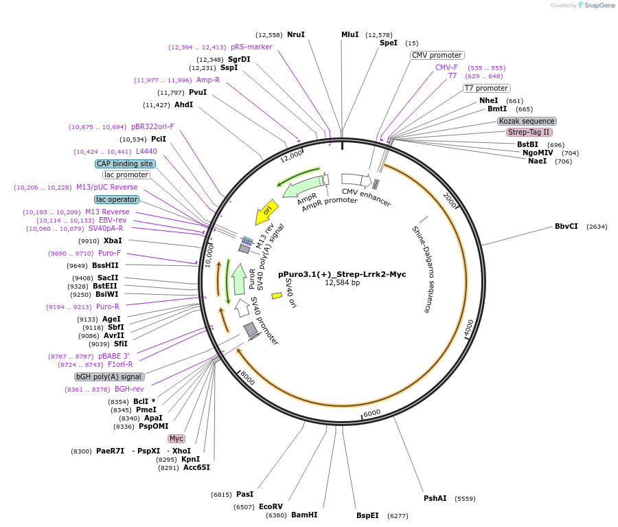 161583-plasmid-map-sequence-id-318587