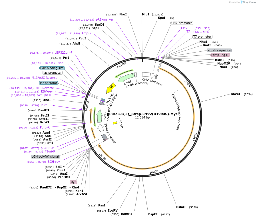 161584-plasmid-map-sequence-id-318588
