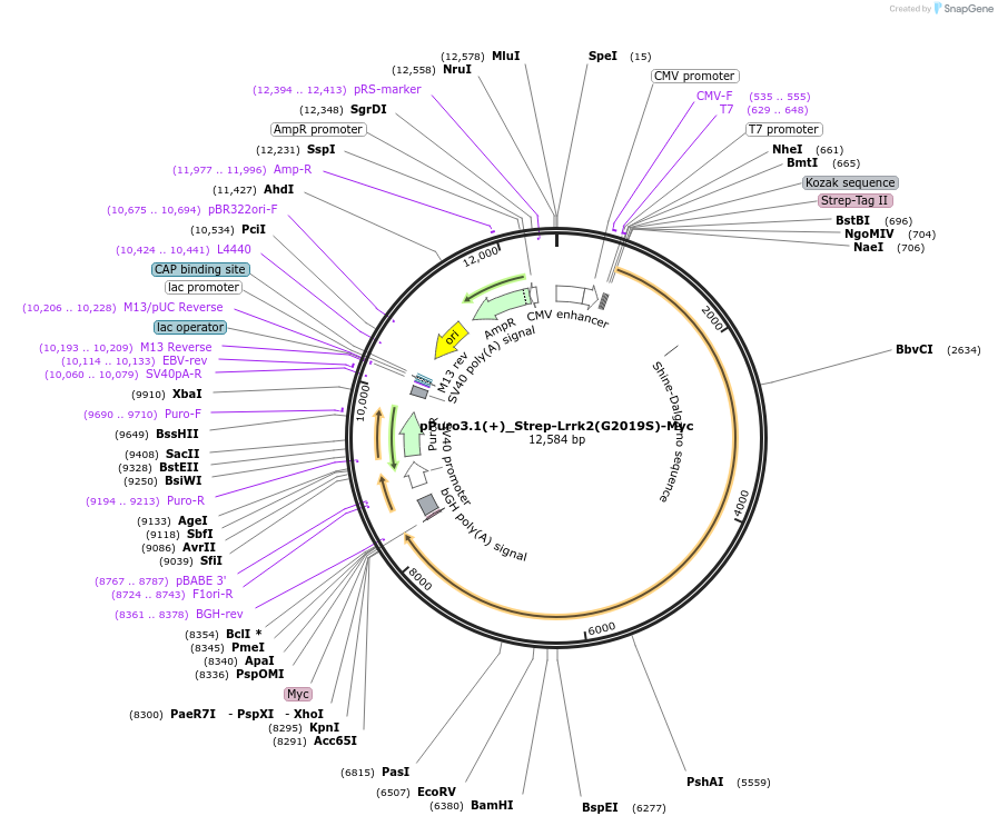 161585-plasmid-map-sequence-id-318589
