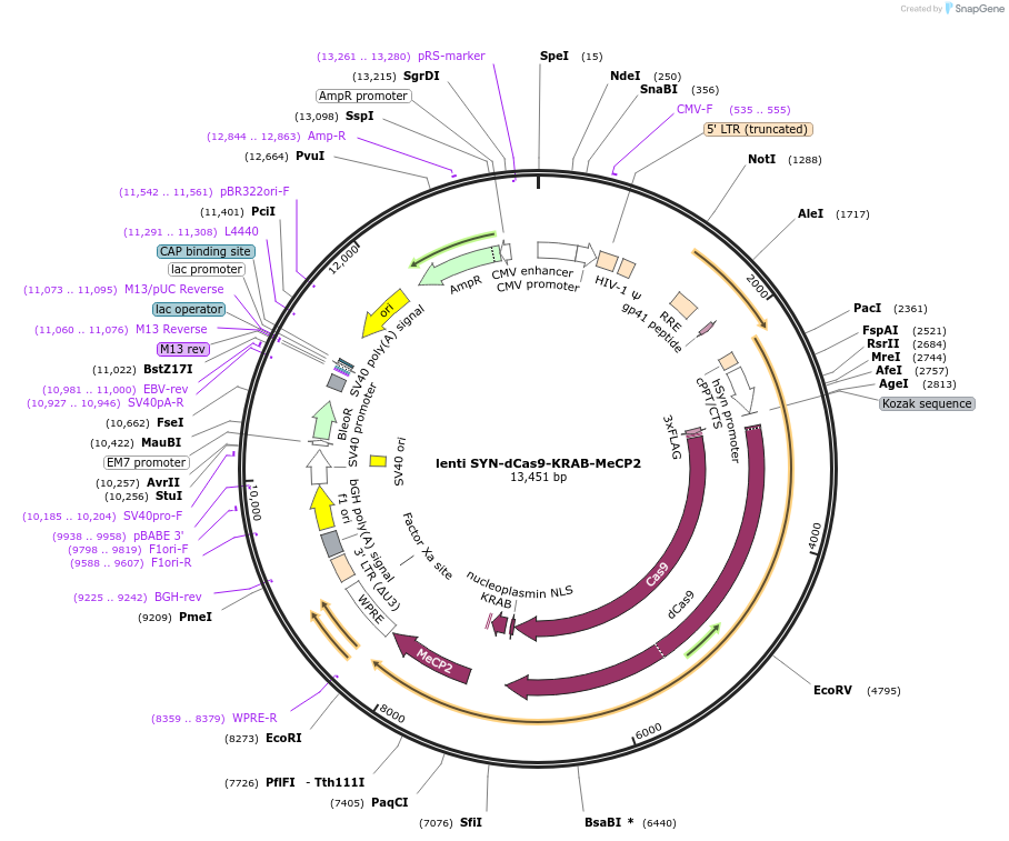 155365-plasmid-map-sequence-id-318590