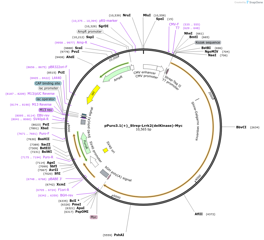 161586-plasmid-map-sequence-id-318591