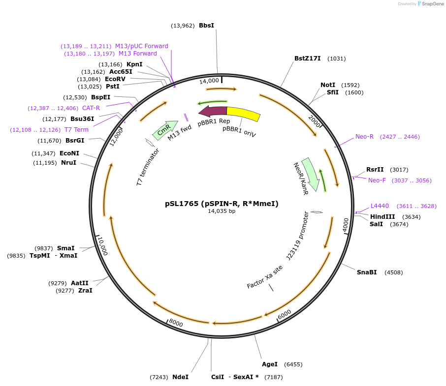 160734-plasmid-map-sequence-id-318595