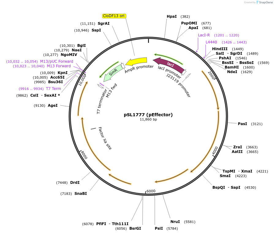 160731-plasmid-map-sequence-id-318598