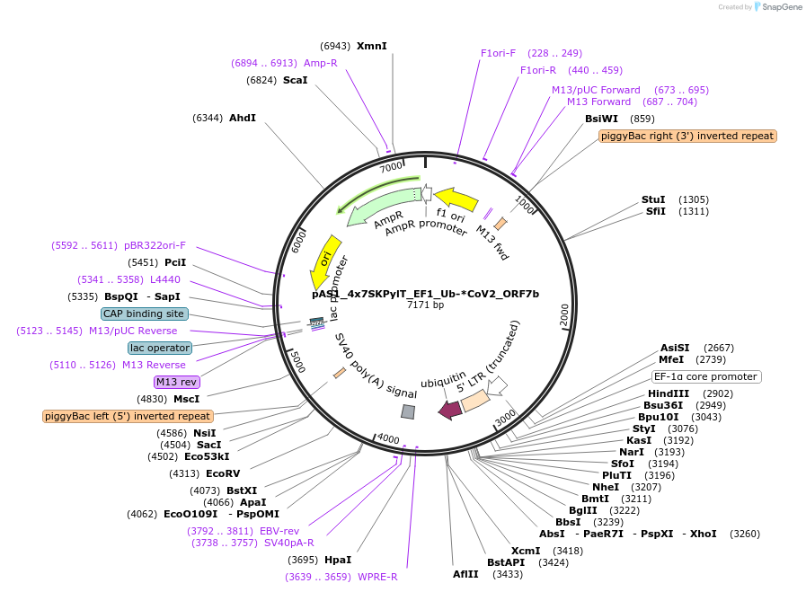 162818-plasmid-map-sequence-id-318627