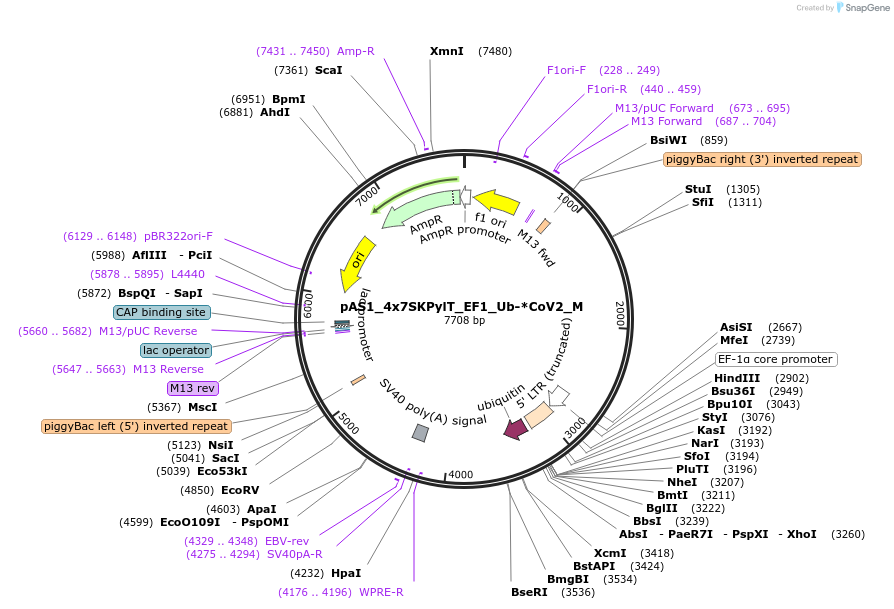 162815-plasmid-map-sequence-id-318629