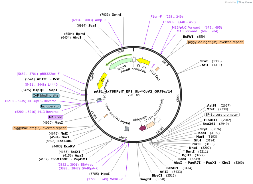 162820-plasmid-map-sequence-id-318631