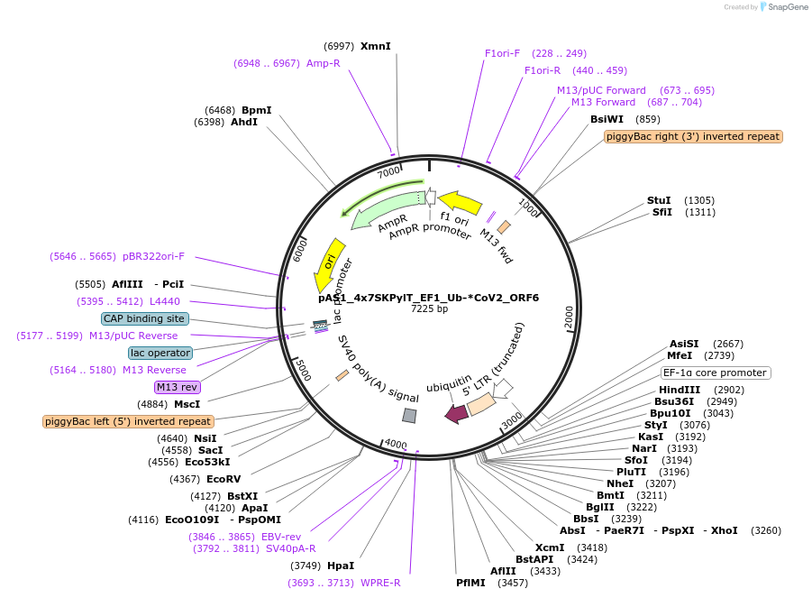 162817-plasmid-map-sequence-id-318634