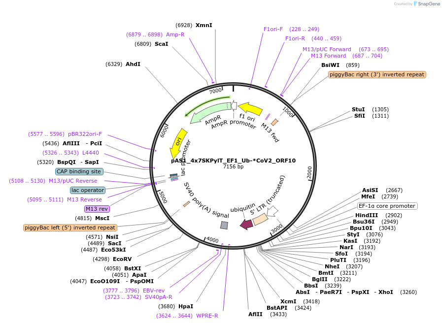 162819-plasmid-map-sequence-id-318635