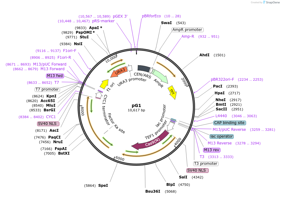 162602-plasmid-map-sequence-id-318637