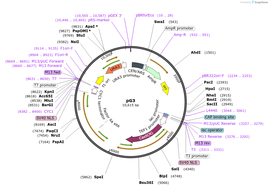 162604-plasmid-map-sequence-id-318639