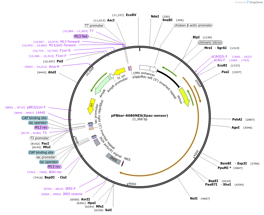 162487-plasmid-map-sequence-id-318642