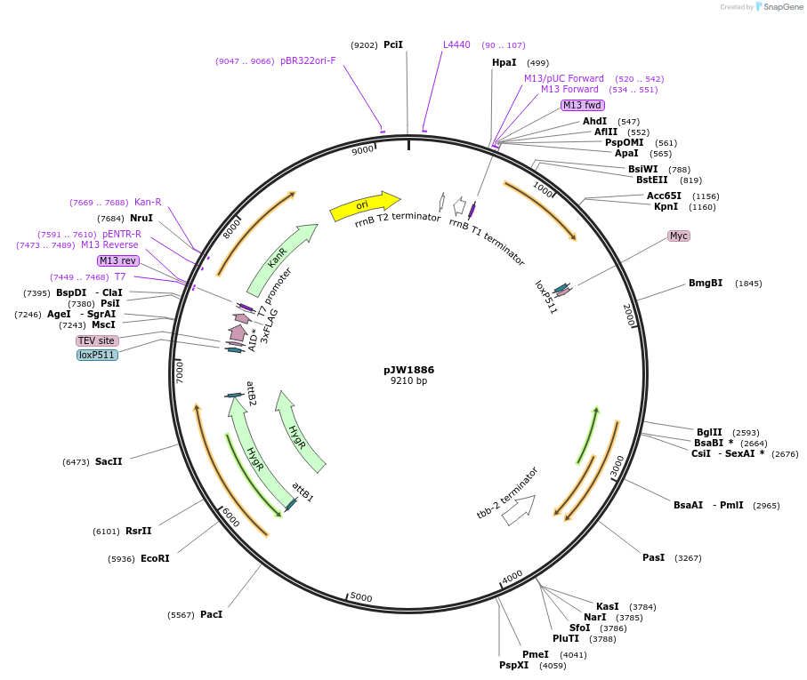 154333-plasmid-map-sequence-id-318658