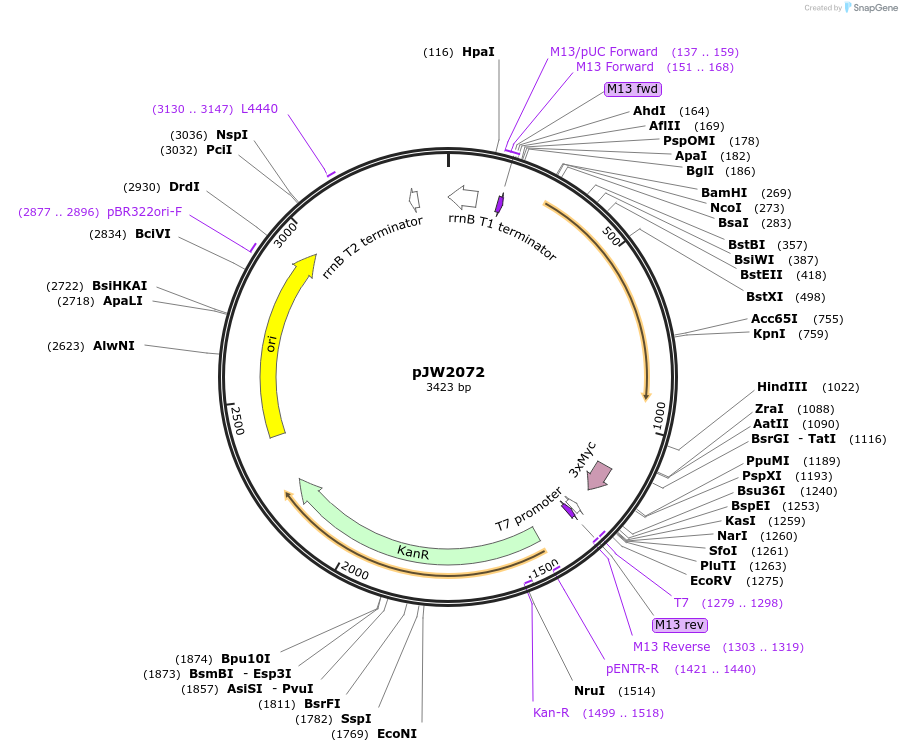 154334-plasmid-map-sequence-id-318659