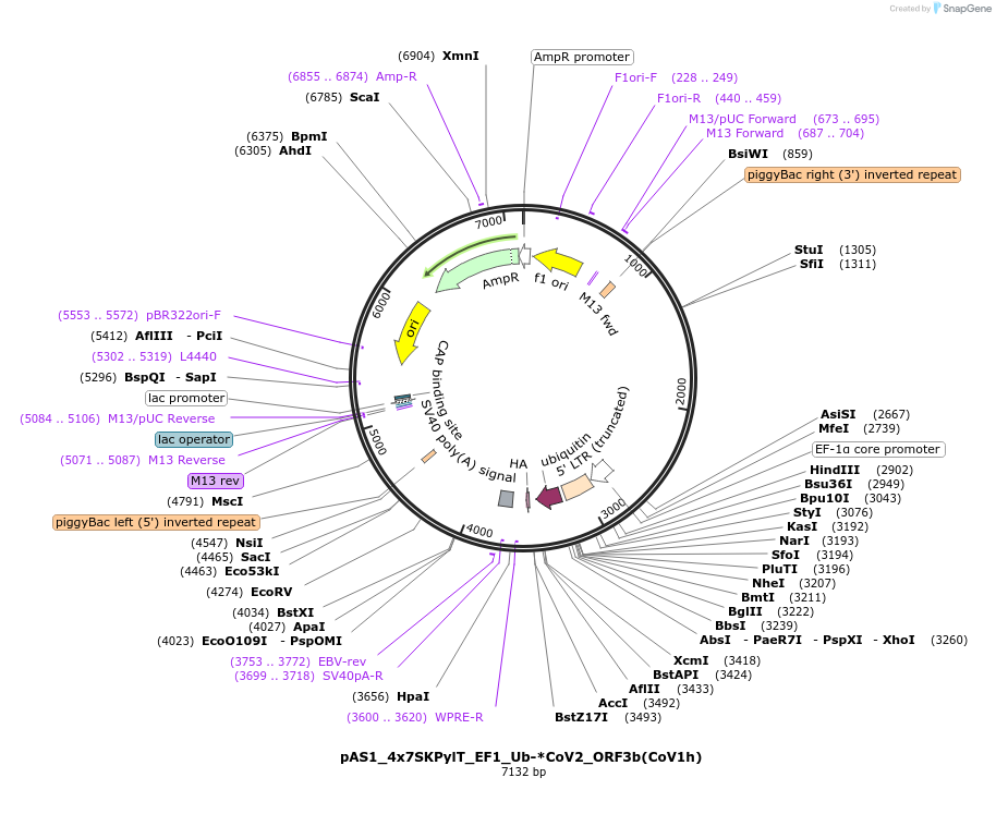 162822-plasmid-map-sequence-id-318660
