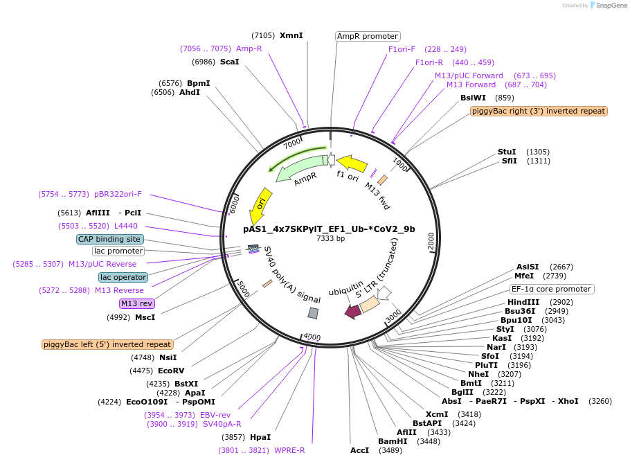 162816-plasmid-map-sequence-id-318663