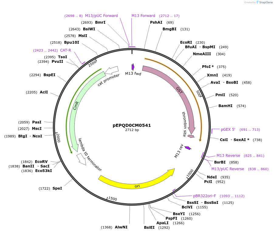 162292-plasmid-map-sequence-id-318666
