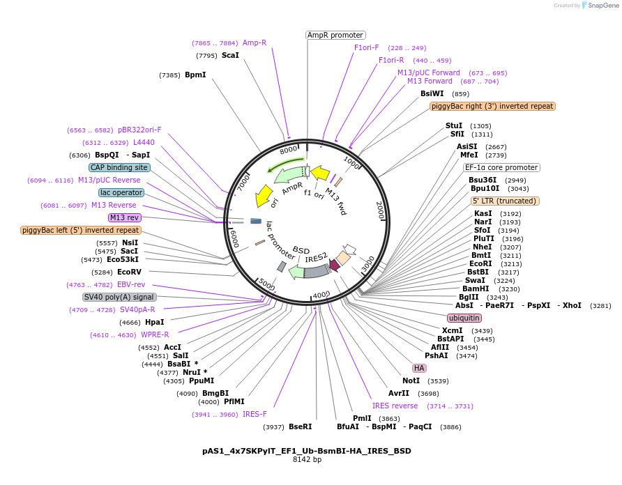 162805-plasmid-map-sequence-id-318668