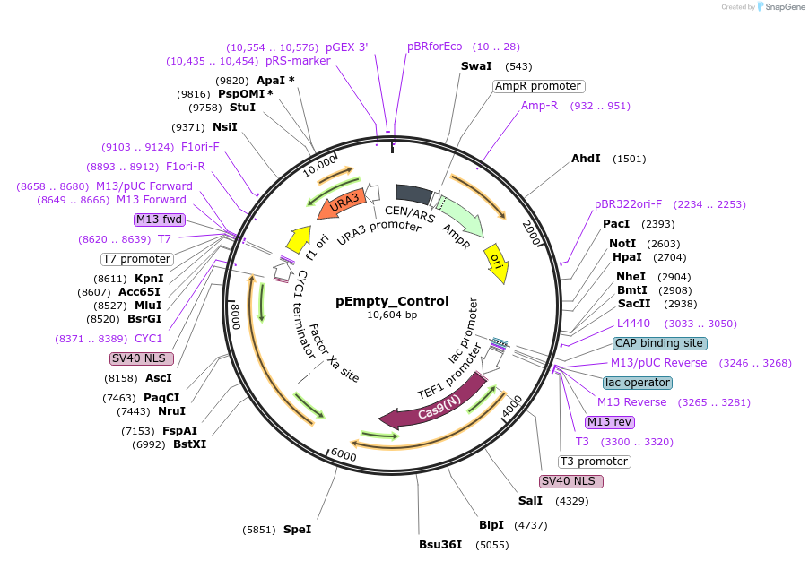 162607-plasmid-map-sequence-id-318669
