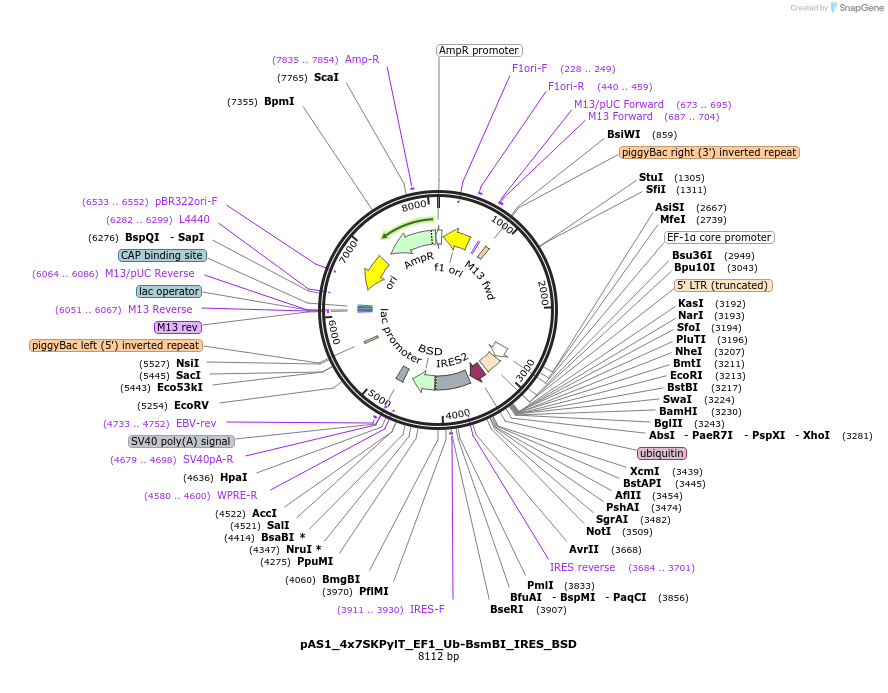 162804-plasmid-map-sequence-id-318670