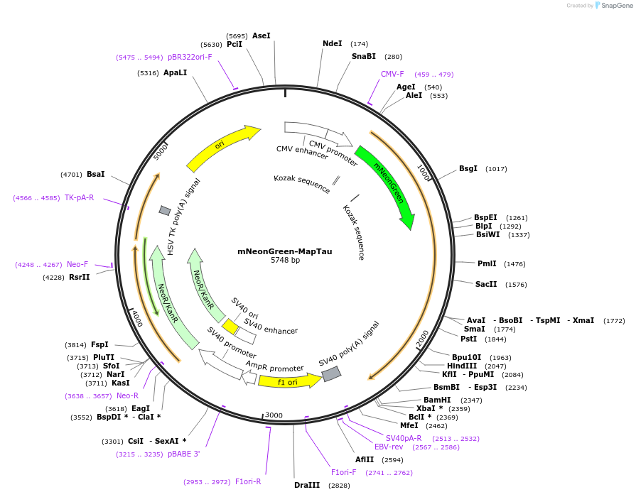 137808-plasmid-map-sequence-id-318671