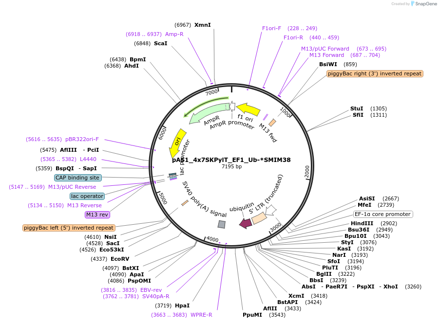 162808-plasmid-map-sequence-id-318672