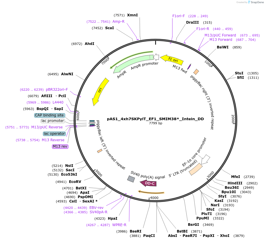 162814-plasmid-map-sequence-id-318674