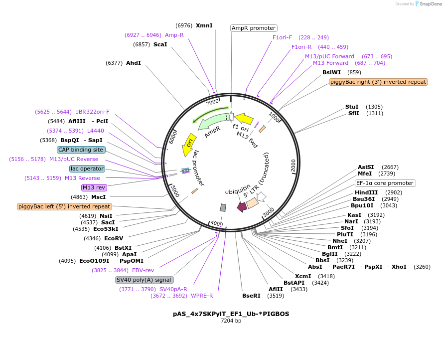162809-plasmid-map-sequence-id-318676