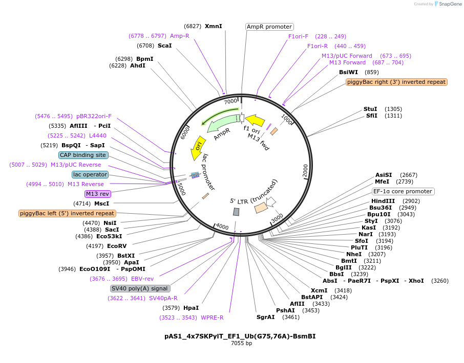 162803-plasmid-map-sequence-id-318681
